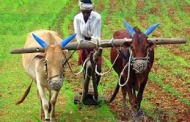 Let the farmers die, says BJP MP Akola Sanjay Dhotre