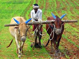 Let the farmers die, says BJP MP Akola Sanjay Dhotre