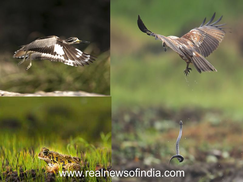 Online [Free Watch] Full Movie Bobbi Jene (2017)