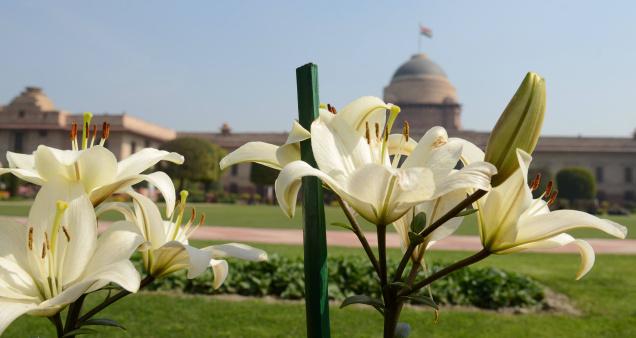 Saying it With Flowers. Delhi Blooms for Obamas