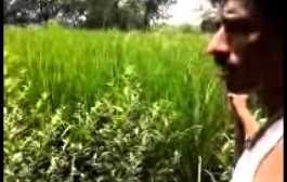 Modi cautions farmers over excessive use of fertilisers