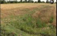 Crop losses: Rs. 18,000 each to be given to farmers in UP