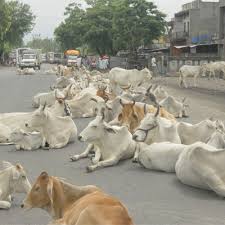 Congress endorses cow slaughter ban in Maharashtra, NCP opposes it