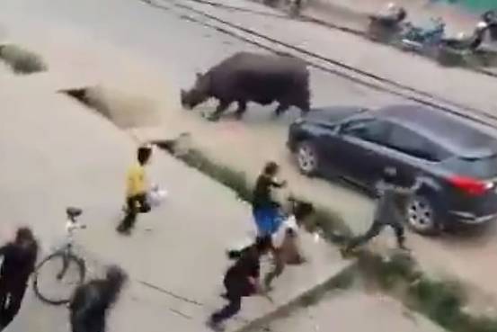 Rhinoceros in the streets of Nepal