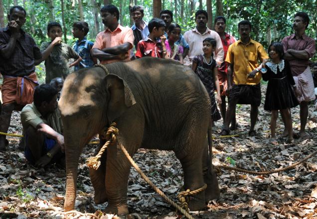 Rescued baby elephant taken to Jaldapara from Jhargram Zoo