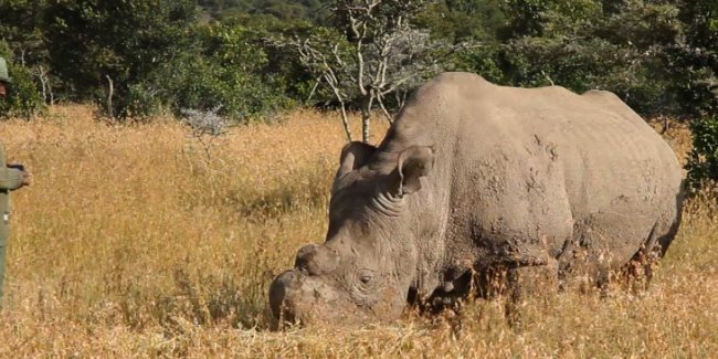 The only male northern white rhino left in the entire world is under 24-hour protection by armed guards