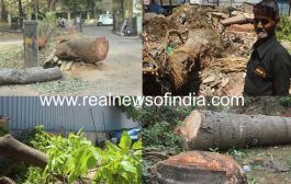 Real News intervenes on illegal cutting of trees