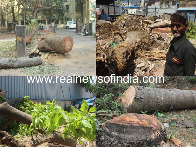 Real News intervenes on illegal cutting of trees