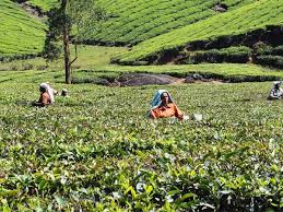 “Centre to seek report on tea workers condition”