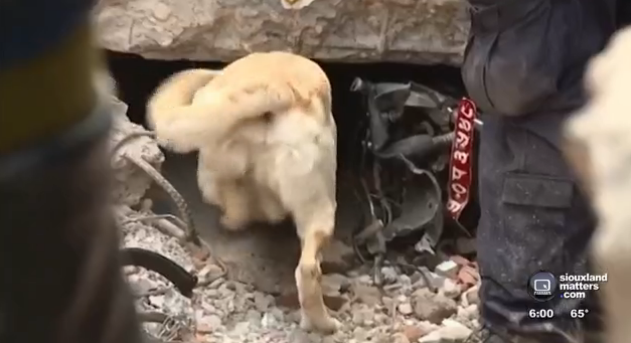 This dog is saving lives in Nepal, and his story is amazing
