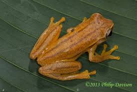 A biologist’s hobby turns her into a ‘frog collector’