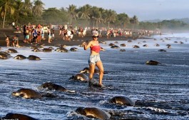 Swarms of tourists interrupt nesting sea turtles