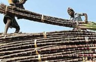 In A First, Govt Approves Direct Sugarcane Subsidy Of Rs 4.50