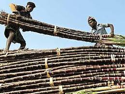 In A First, Govt Approves Direct Sugarcane Subsidy Of Rs 4.50