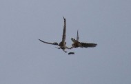 Owl and kestrel snapped in spectacular mid-air battle