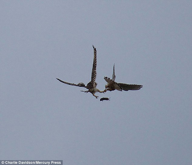 Owl and kestrel snapped in spectacular mid-air battle