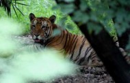 ‘Tiger corridor’ only after report on feline presence: Goa Minister