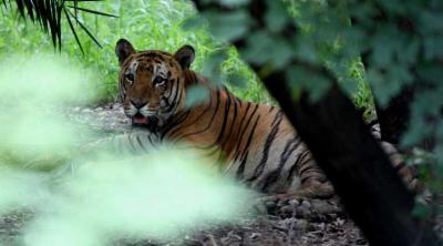 ‘Tiger corridor’ only after report on feline presence: Goa Minister