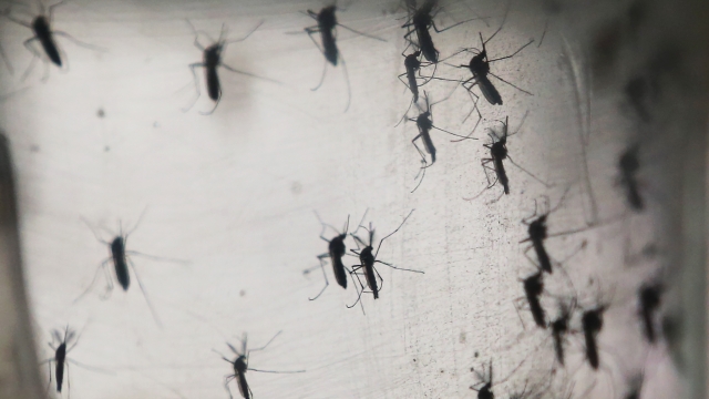 add add Dengue cases climb to nearly 500 in Delhi