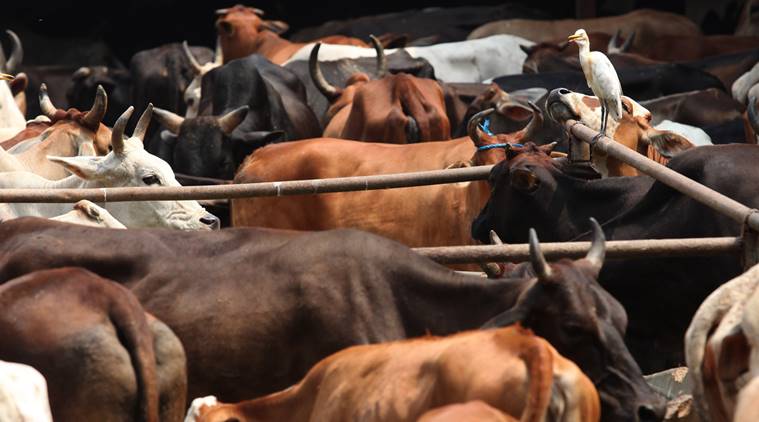 Cruelty to animals: Court refuses to return cattle to man