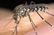 Chikungunya on rise, AIIMS tests 885 blood samples positive