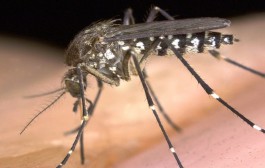Chikungunya on rise, AIIMS tests 885 blood samples positive