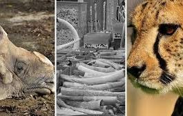 New technologies are stepping up the global fight against wildlife trafficking