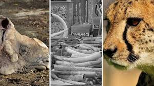 New technologies are stepping up the global fight against wildlife trafficking