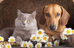 Here are the world’s cat countries and the world’s dog countries
