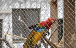 “Birds have fundamental rights,can’t be kept in cages”