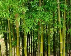 Maharashtra promoting bamboo cultivation to boost rural employment, curb plastic use: Minister Naik